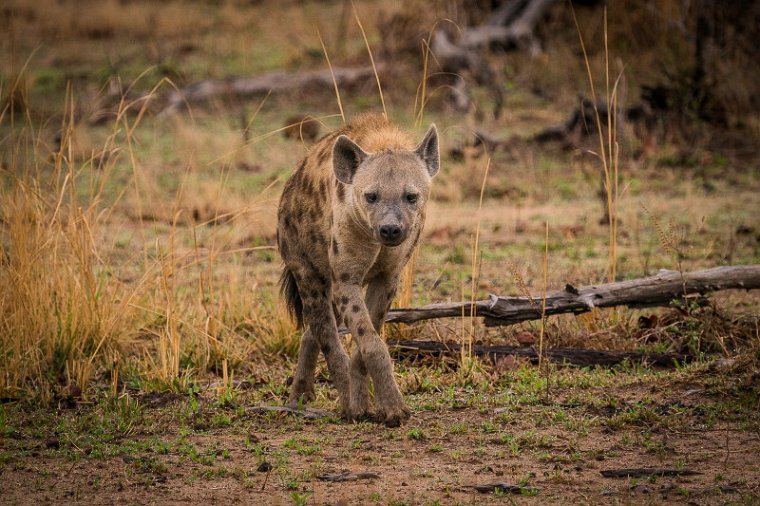 126 Zambia, South Luangwa NP, gevlekte hyena.jpg